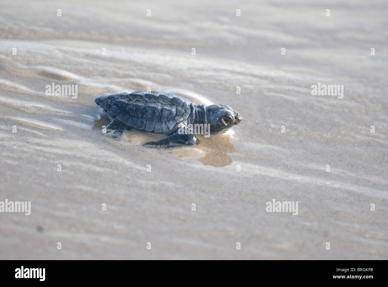 Kemp Ridley Turtle, Lepidochelys Kempii, South Padre Island, Texas. Stockfoto