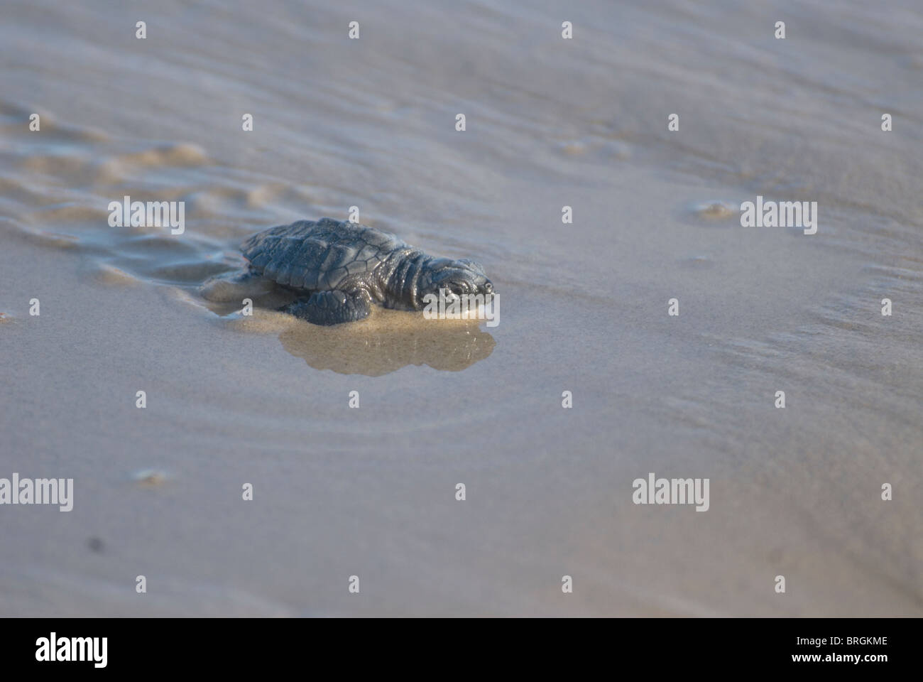 Kemp Ridley Turtle, Lepidochelys Kempii, South Padre Island, Texas USA Stockfoto