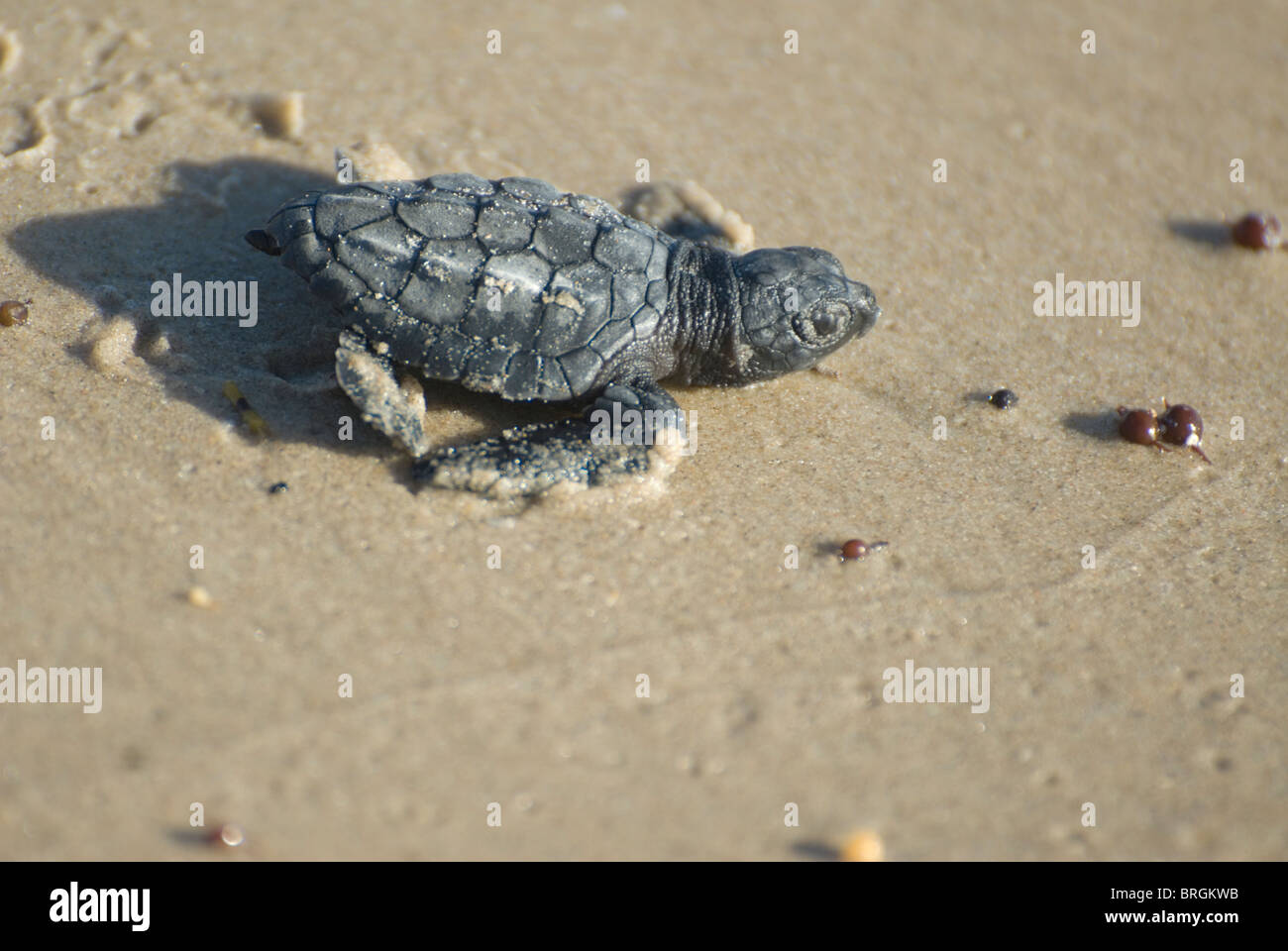 Kemp Ridley Turtle, Lepidochelys Kempii, Pdre Südinsel, Texas Stockfoto