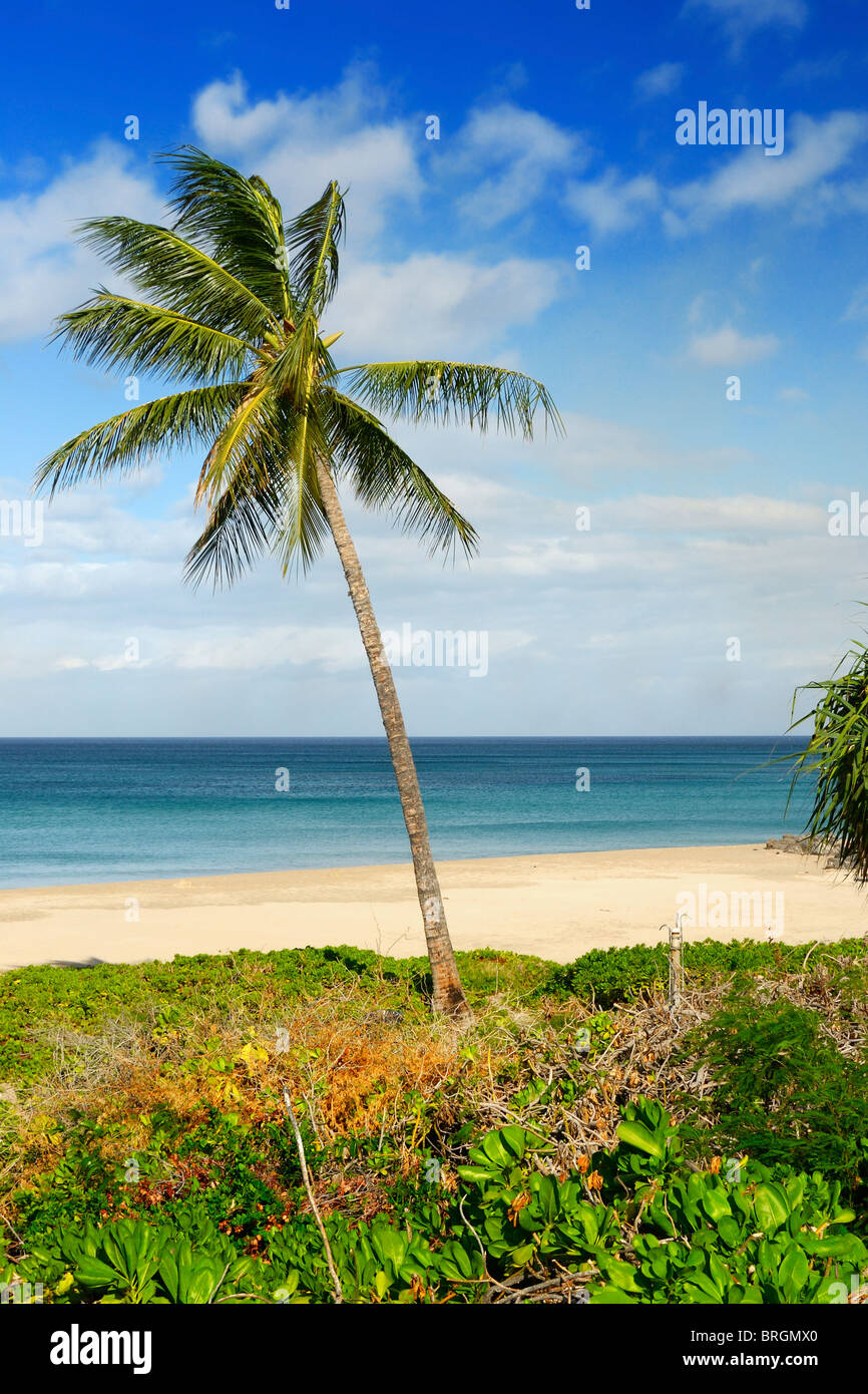 Palme am Hapuna Bay Beach Park, Kamuela, Kohala Coast, Big Island, Hawaii, USA Stockfoto