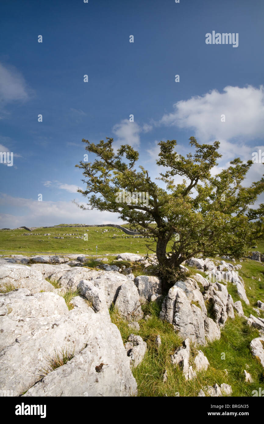 Ingleborough Yorkshire Dales Baum mit Kalkstein Pflaster Stockfoto