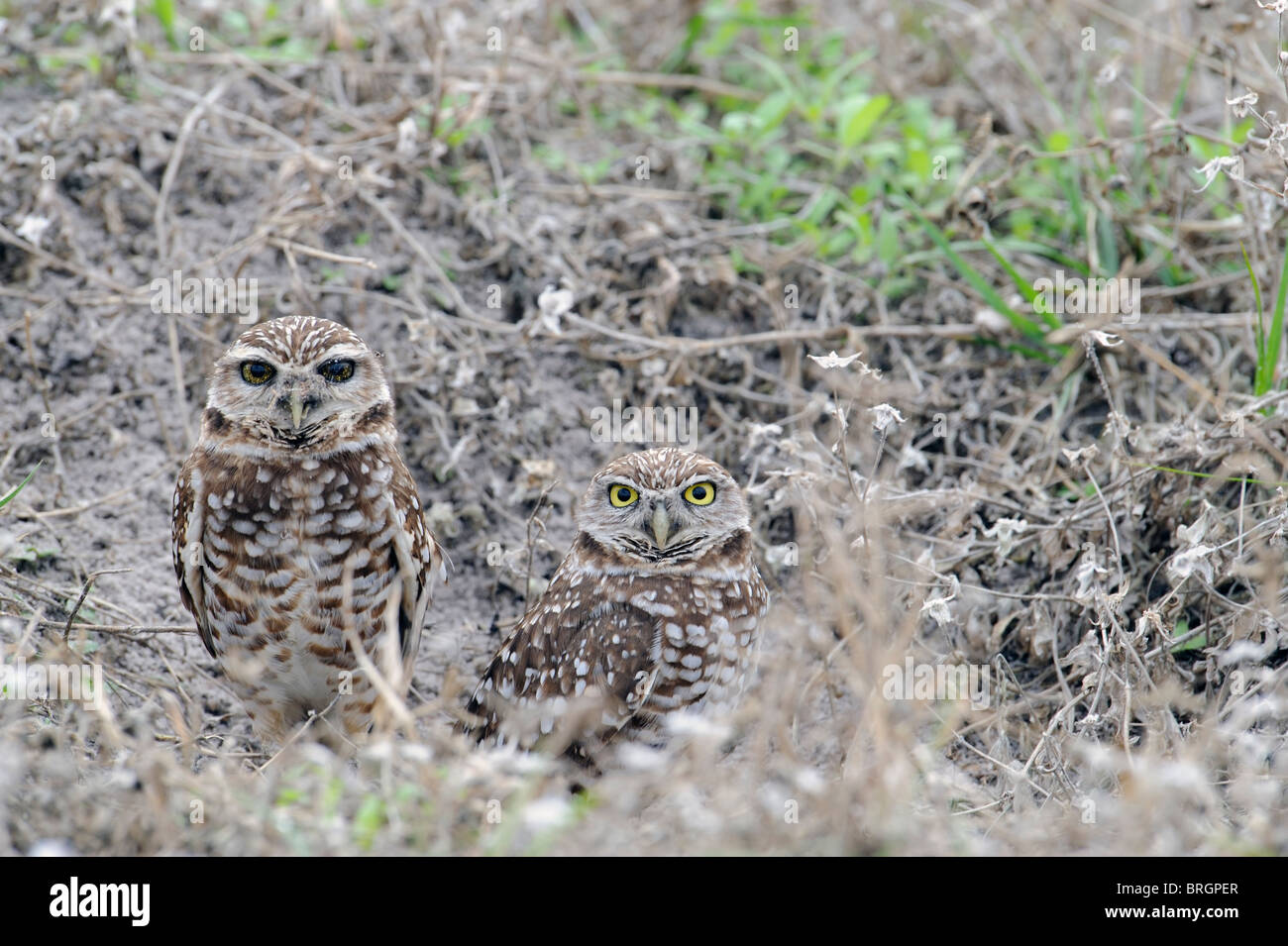 ein paar Burrowing Owls thront am Nesteingang Stockfoto