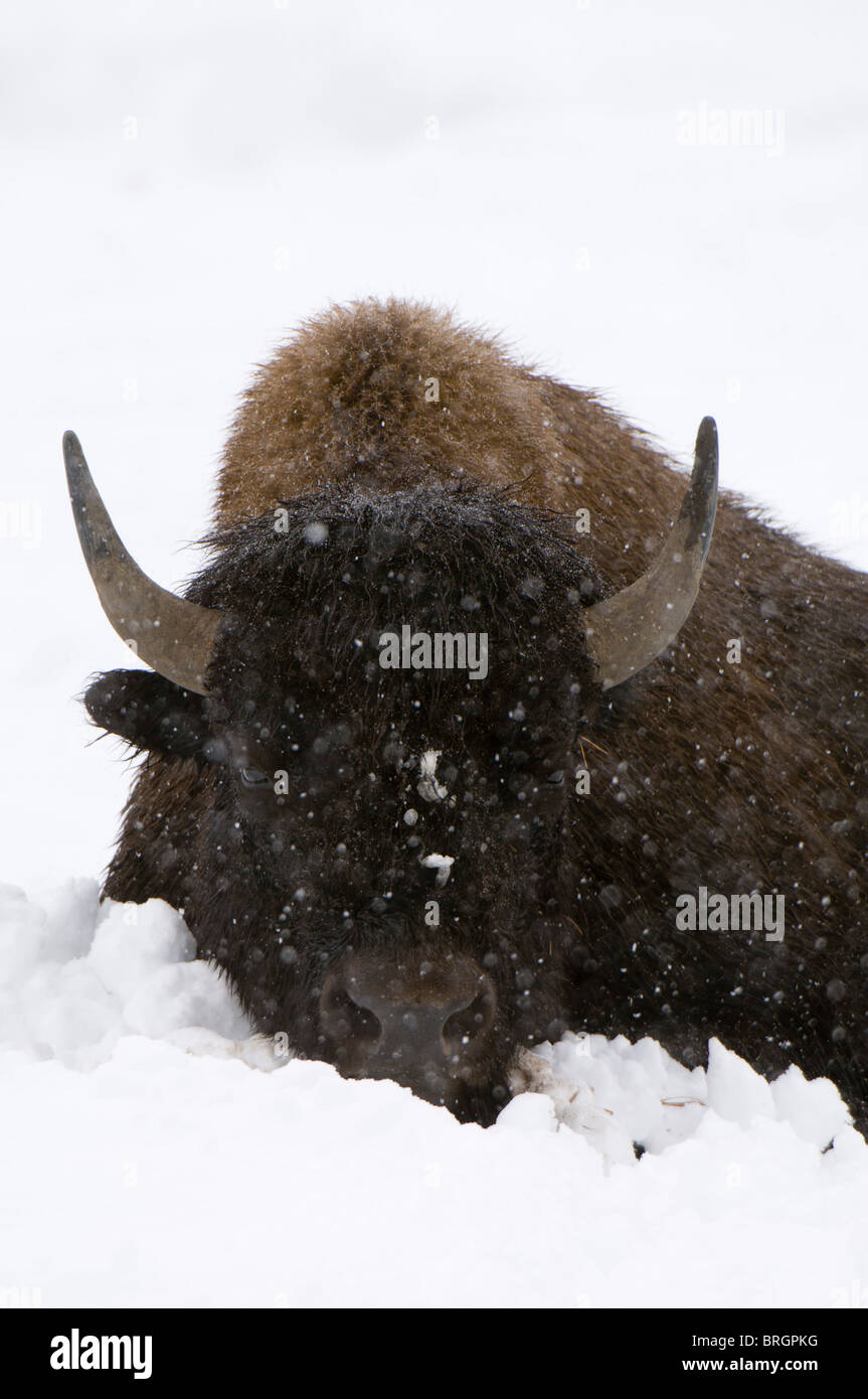 Bison im Schnee, Yellowstone-Nationalpark, Wyoming, USA. Stockfoto