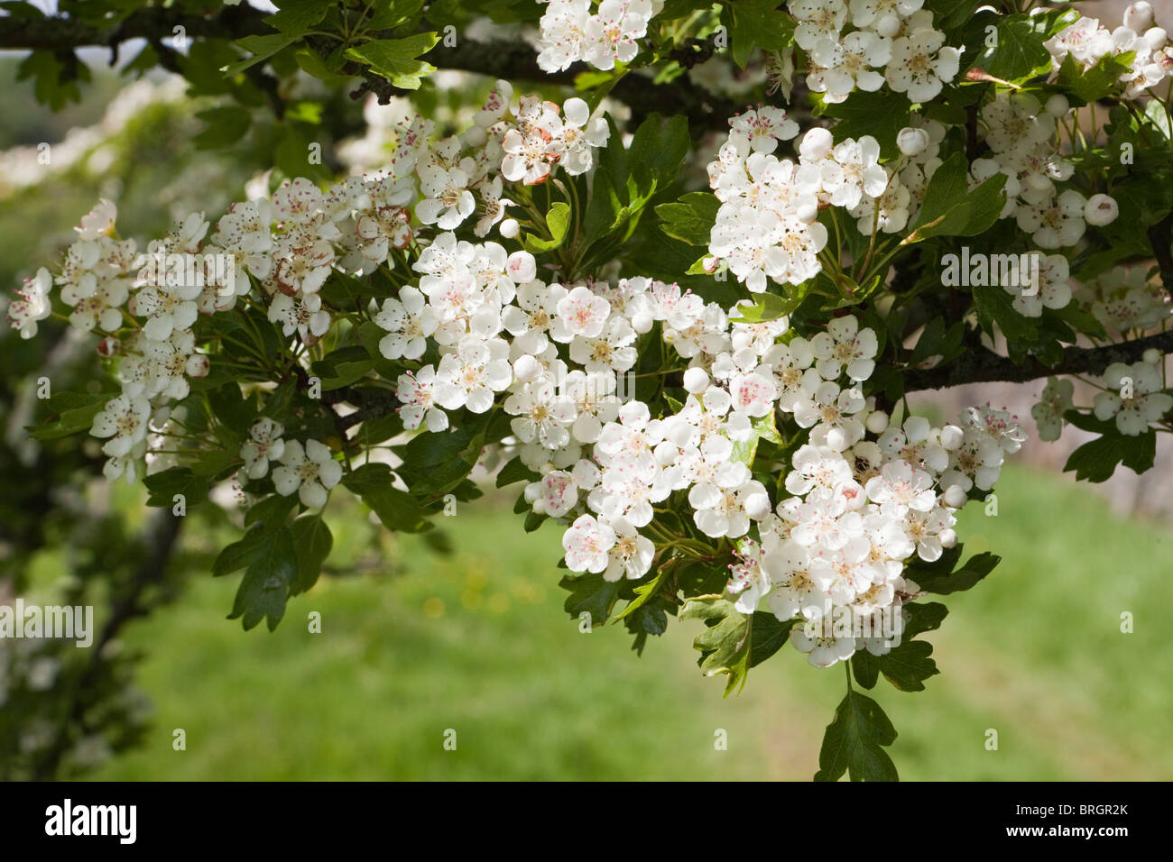Weißdorn (Mai) blühen im Frühling in Dentdale in der Yorkshire Dales National Park - Dorf Dent, Cumbria in der Nähe. Stockfoto