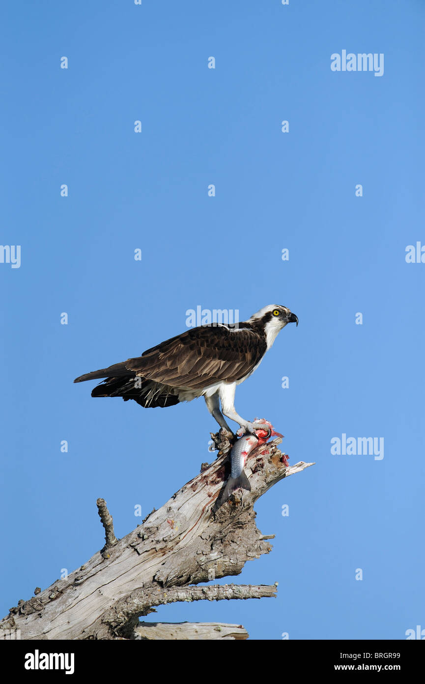 ein Fischadler starrt während der Pause von reißen in einen frisch gefangenen Fisch, Hochformat Stockfoto