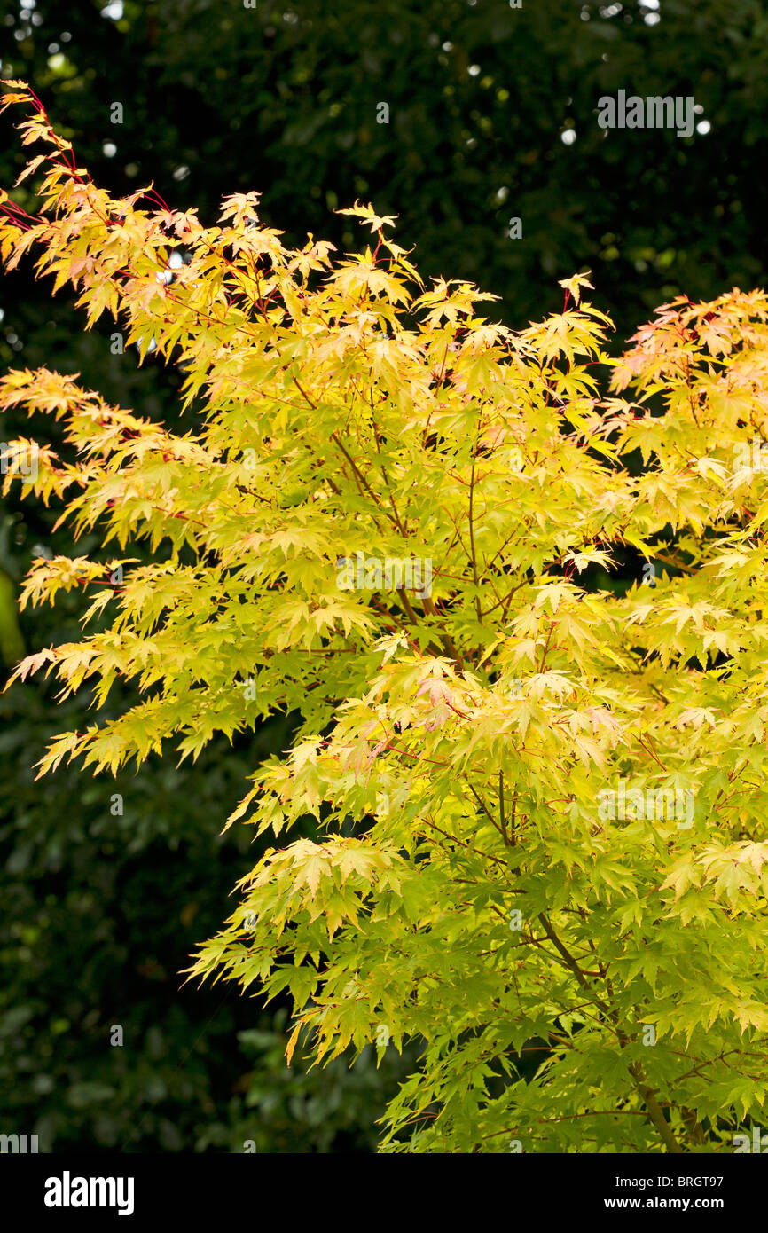 Niederlassungen der Acer palmatum enkaki' im frühen Herbst in Großbritannien Stockfoto