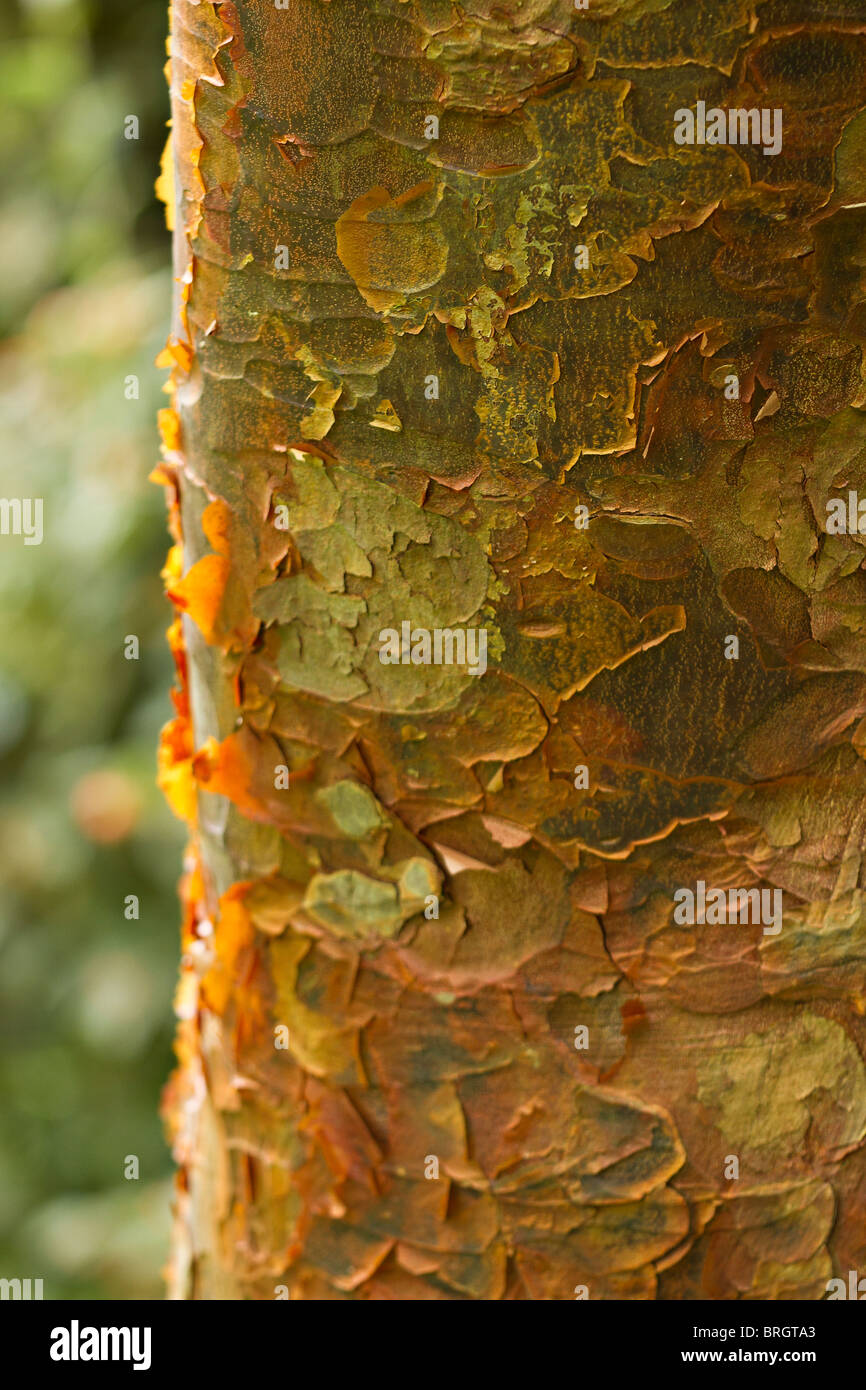 Detailansicht Der abblätternde Rinde des Papiers Rinde Ahorn (Acer griseum) im Herbst in Großbritannien Stockfoto