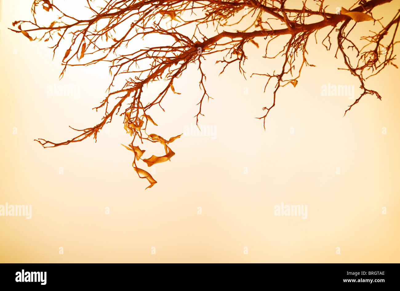Grenze sepia Ausgeschnittene Stockfotos und -bilder - Alamy
