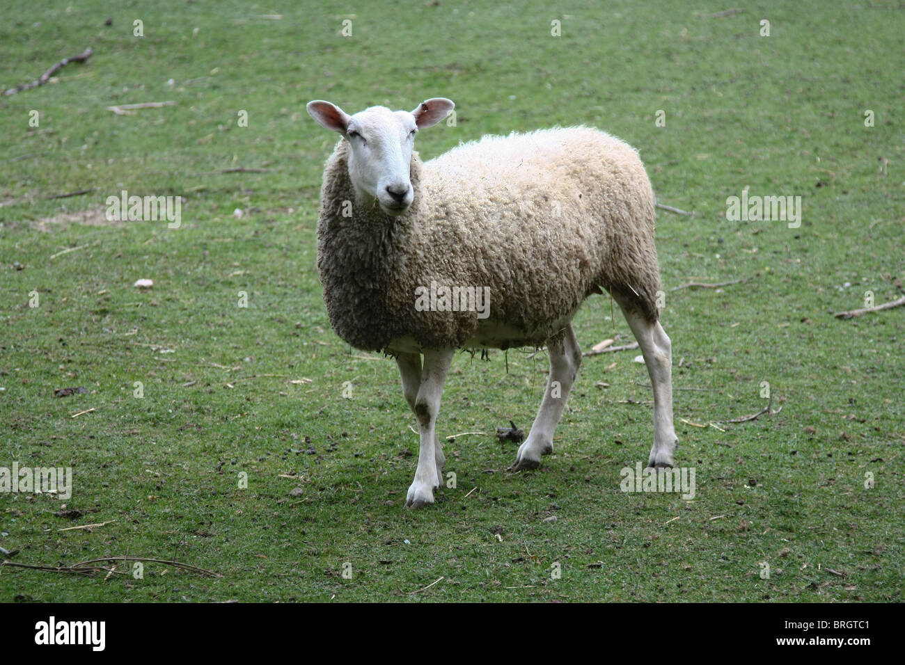 Schafe-Rasen Stockfoto