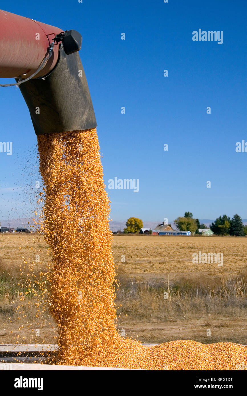 Maisernte in Ada County, Idaho. Stockfoto