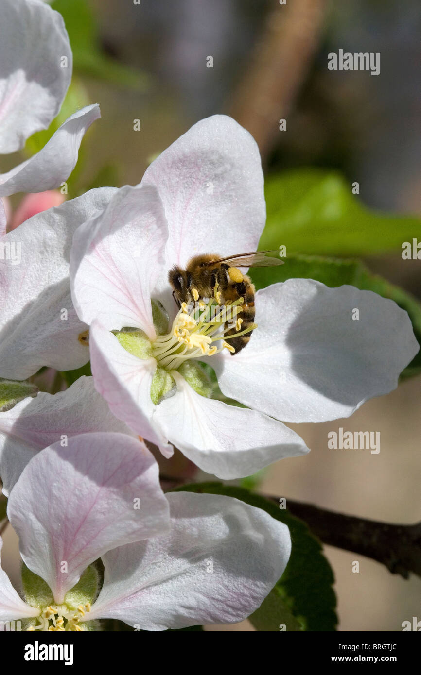 Honigbiene Bestäubung einer Apfelblüte im Canyon County, Idaho, USA. Stockfoto