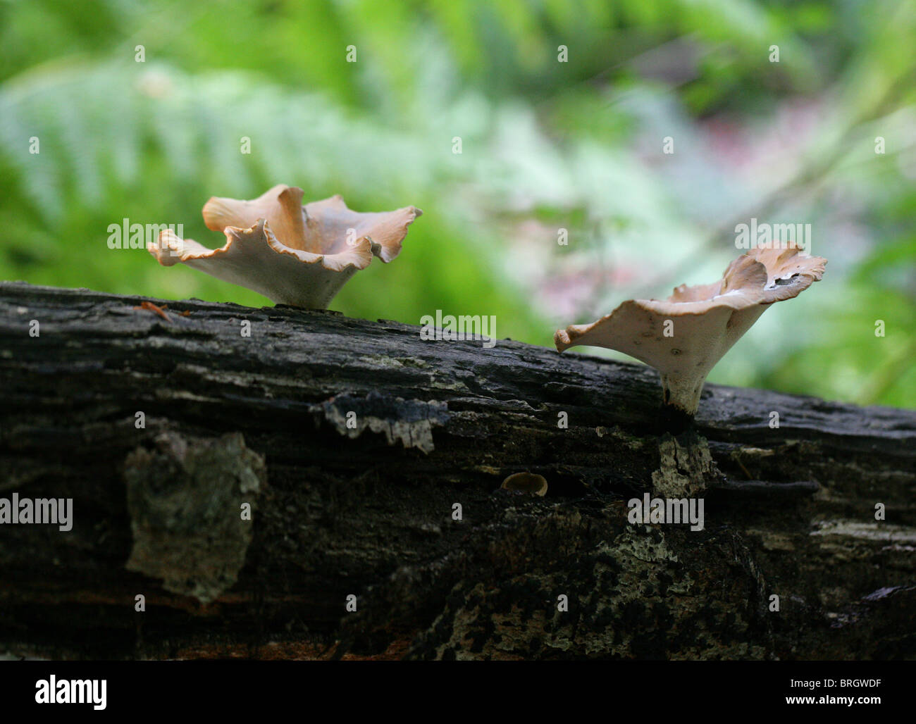 Blackfoot Polypore, Polyporus Leptocephalus, Polyporaceae. September, Whippendell Wald. Sy P. Varius. Stockfoto