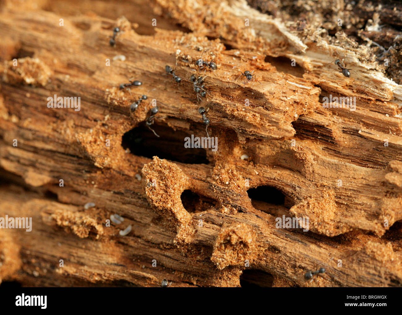 Schwarze Ameise Nest und Maden in einem alten abgestorbenen Baum, Lasius Niger, Lasiini, Ameisen, Vespoidea, Taillenwespen, Formicinae, Hymenoptera Stockfoto