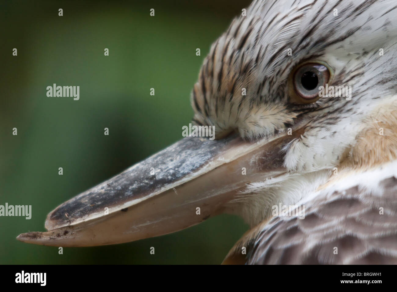 Kookaburras (Gattung Dacelo) Stockfoto