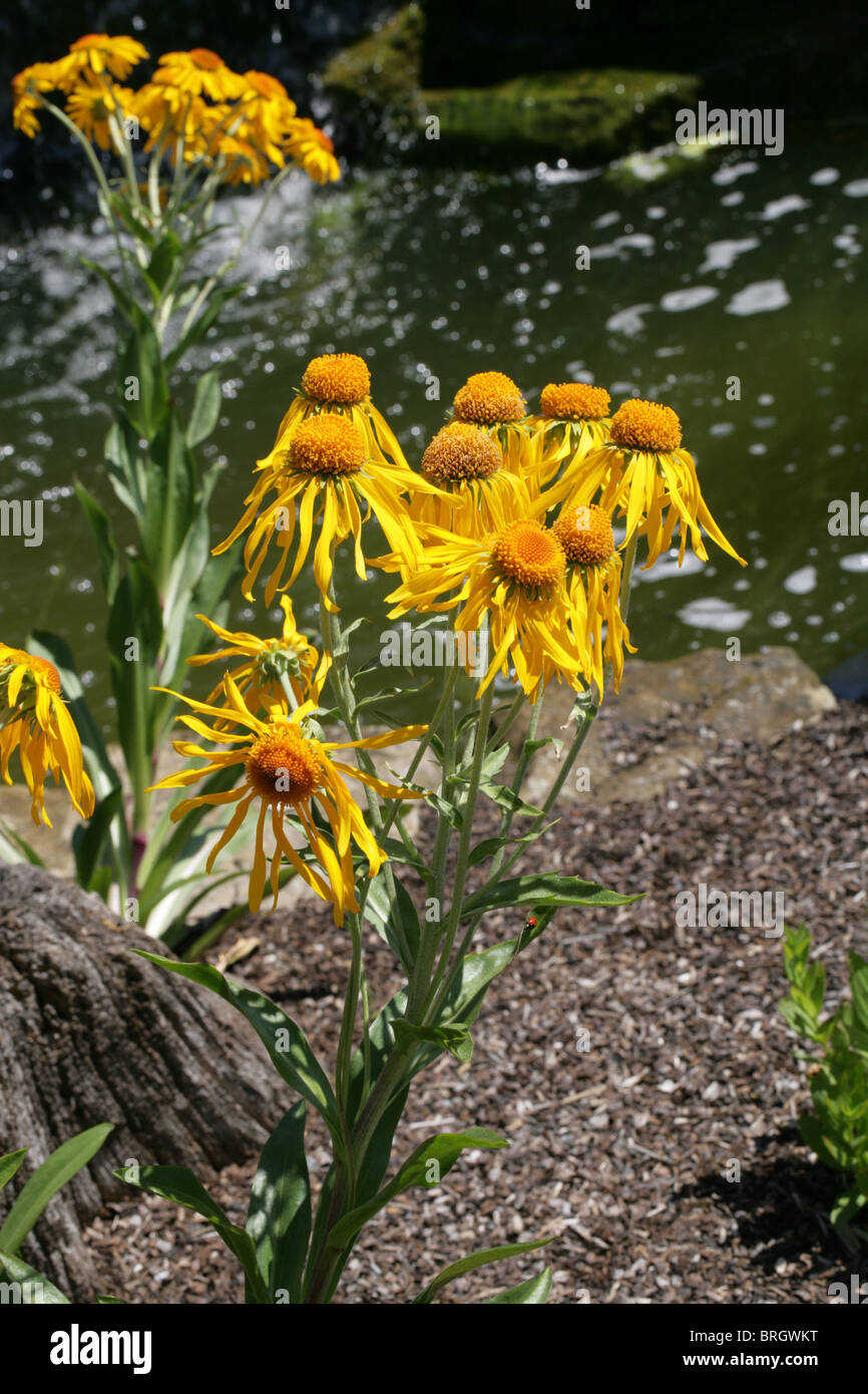 Orange Sneezeweed, Owlclaws, Eule-Krallen, erstens Sneezeweed, Helenium Hoopesii, Asteraceae, South Western USA, Nordamerika. Stockfoto