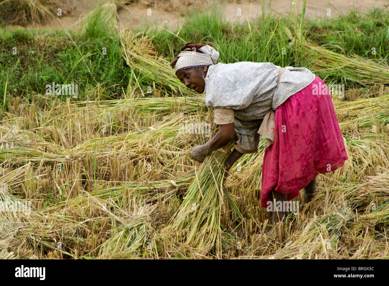 Frau, die Ernte Reis, Madagaskar Stockfoto