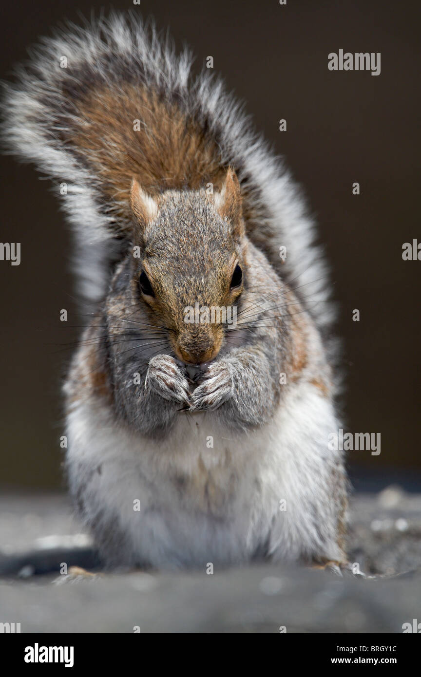 Östliche graue Eichhörnchen füttern Stockfoto