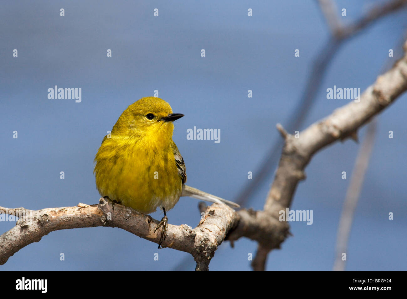 Erwachsene männliche Kiefer Warbler thront auf einem Ast Stockfoto