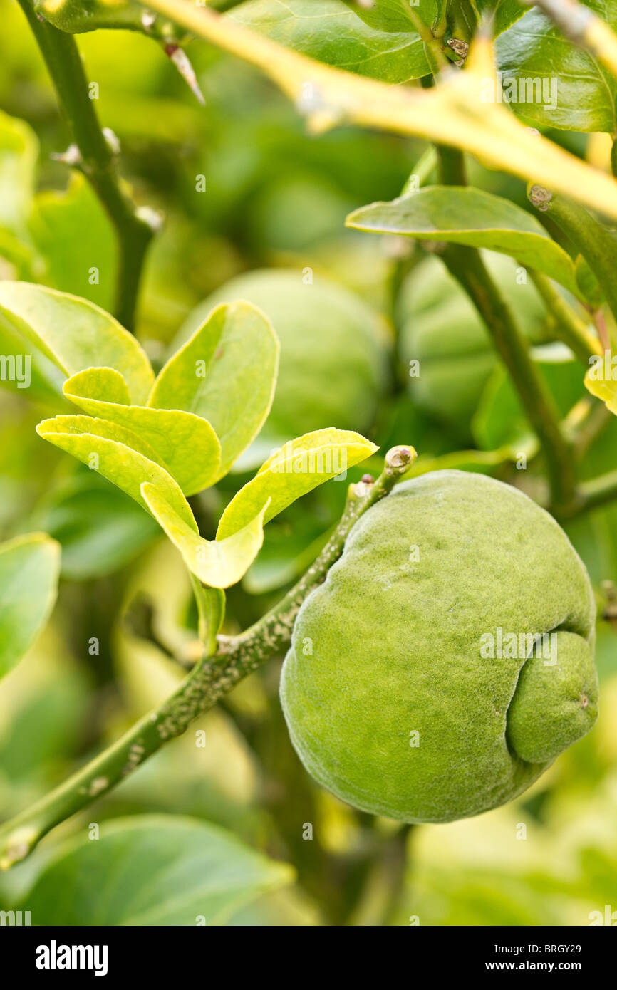 Hardy Orange Frucht (Poncirus dreiblättrige) im frühen Herbst in Großbritannien Stockfoto