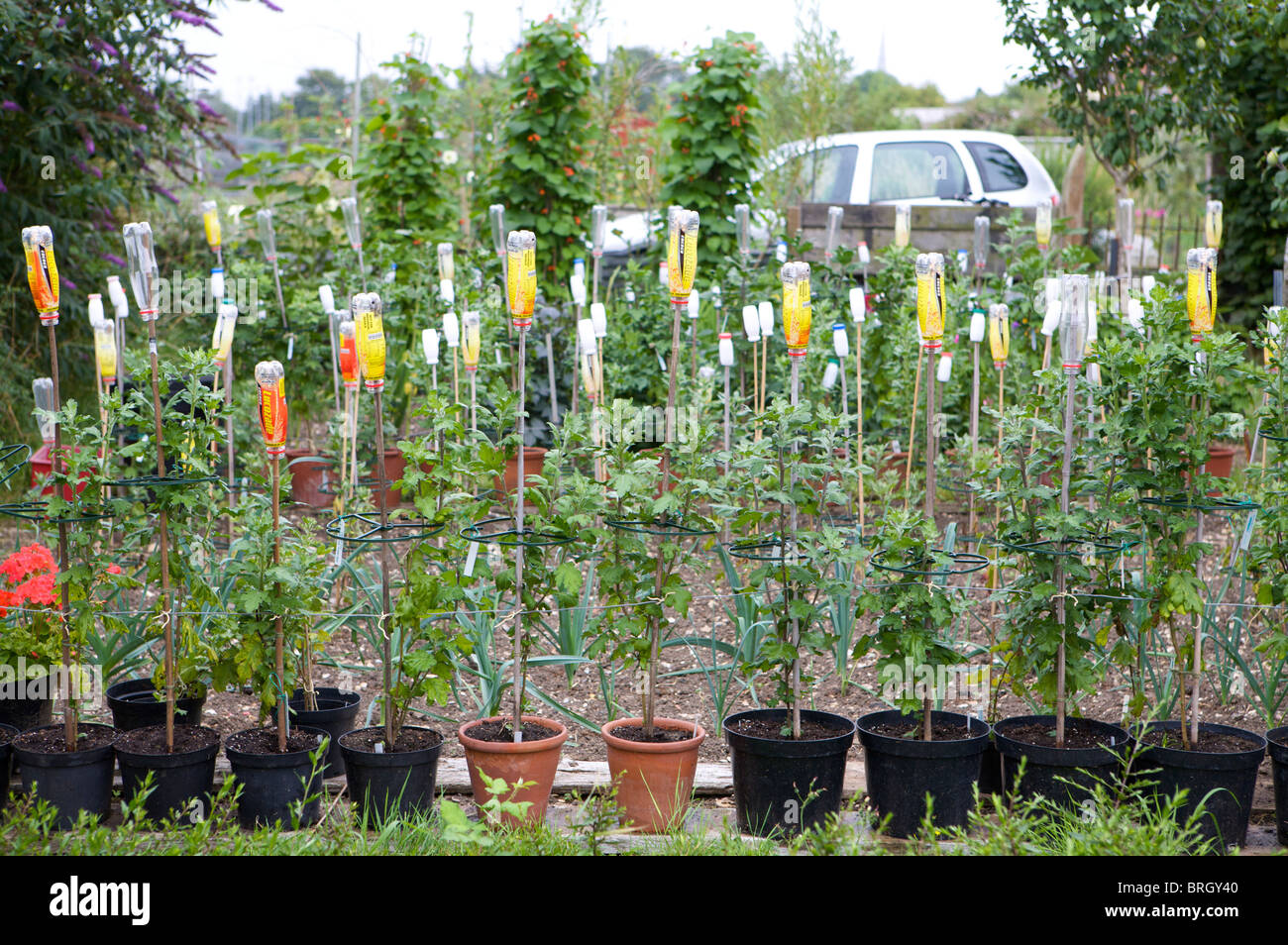 Chrysanthemen Pflanzen in Tpfen auf einer Zuteilung mit Flaschen auf  Sticks um Vgel zu erschrecken Stockfotografie - Alamy
