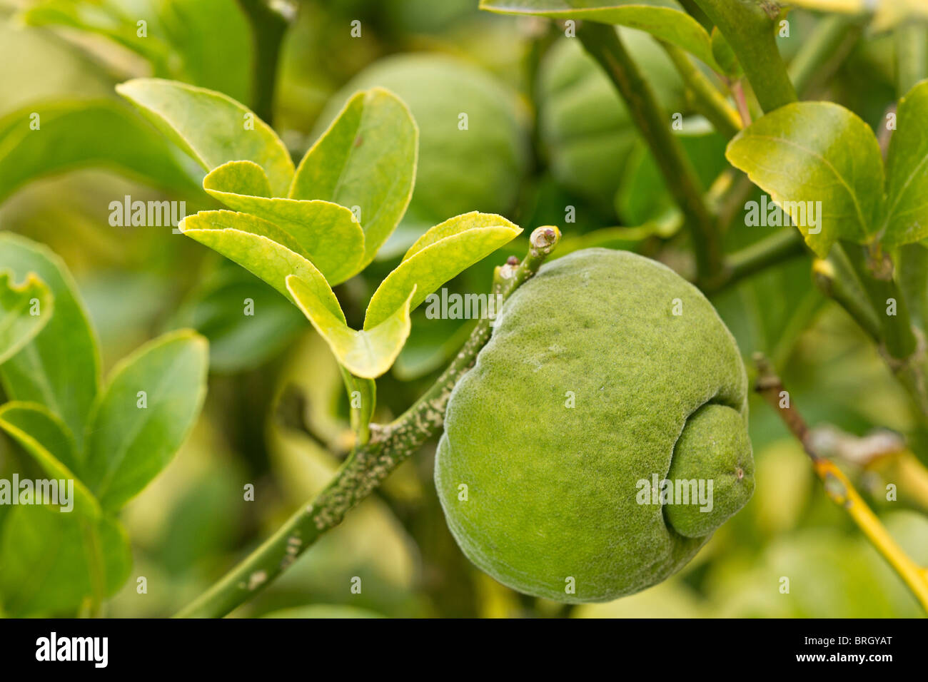 Hardy Orange Frucht (Poncirus dreiblättrige) im frühen Herbst in Großbritannien Stockfoto