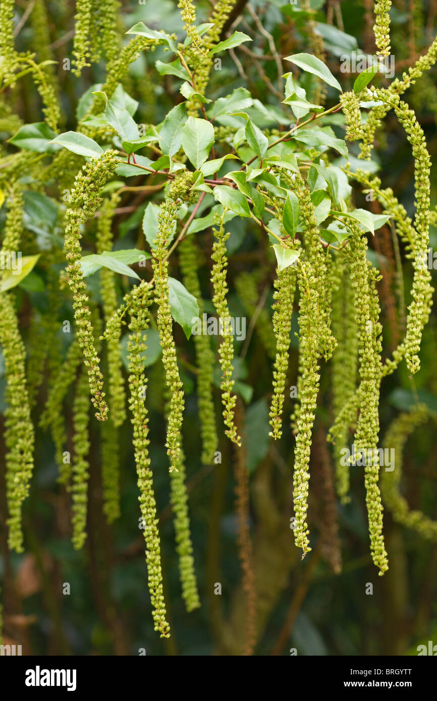 Lange attraktiven Blütenstände von grünlich-weiße Blumen auf die Holly-leaved Süße Spire (Itea ilicifolia) im Herbst in Großbritannien Stockfoto