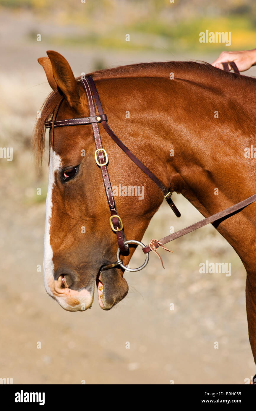 Porträt von ein Quarter horse Stockfoto