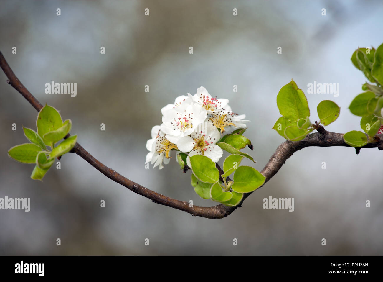 Blumen auf Apple Ast im Frühjahr Stockfoto