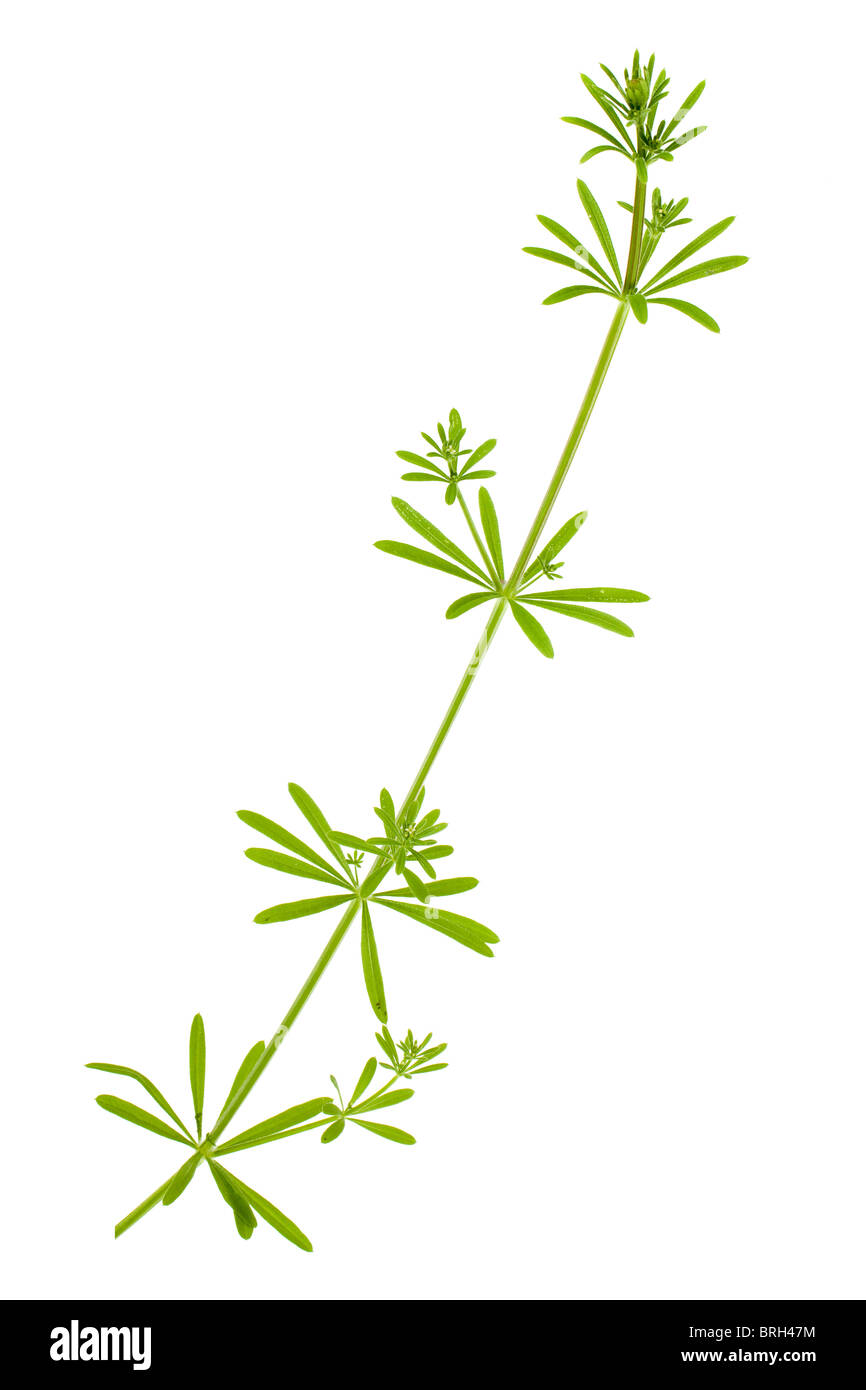 Krapp Pflanze Rubia Tinctorum isoliert auf weißem Hintergrund Stockfoto