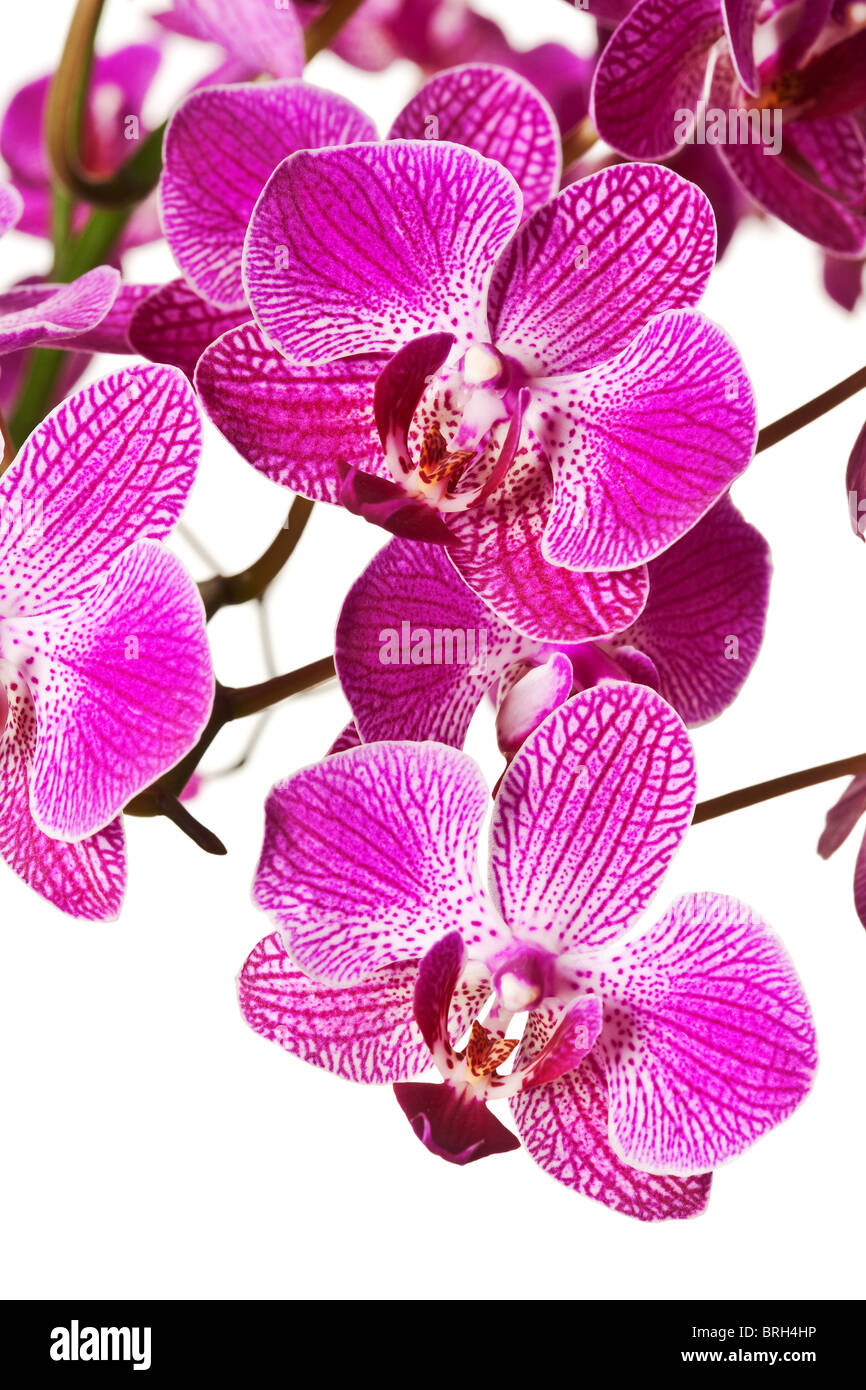 Lila gestreiftes Dendrobium Orchidee Blüten Stockfoto