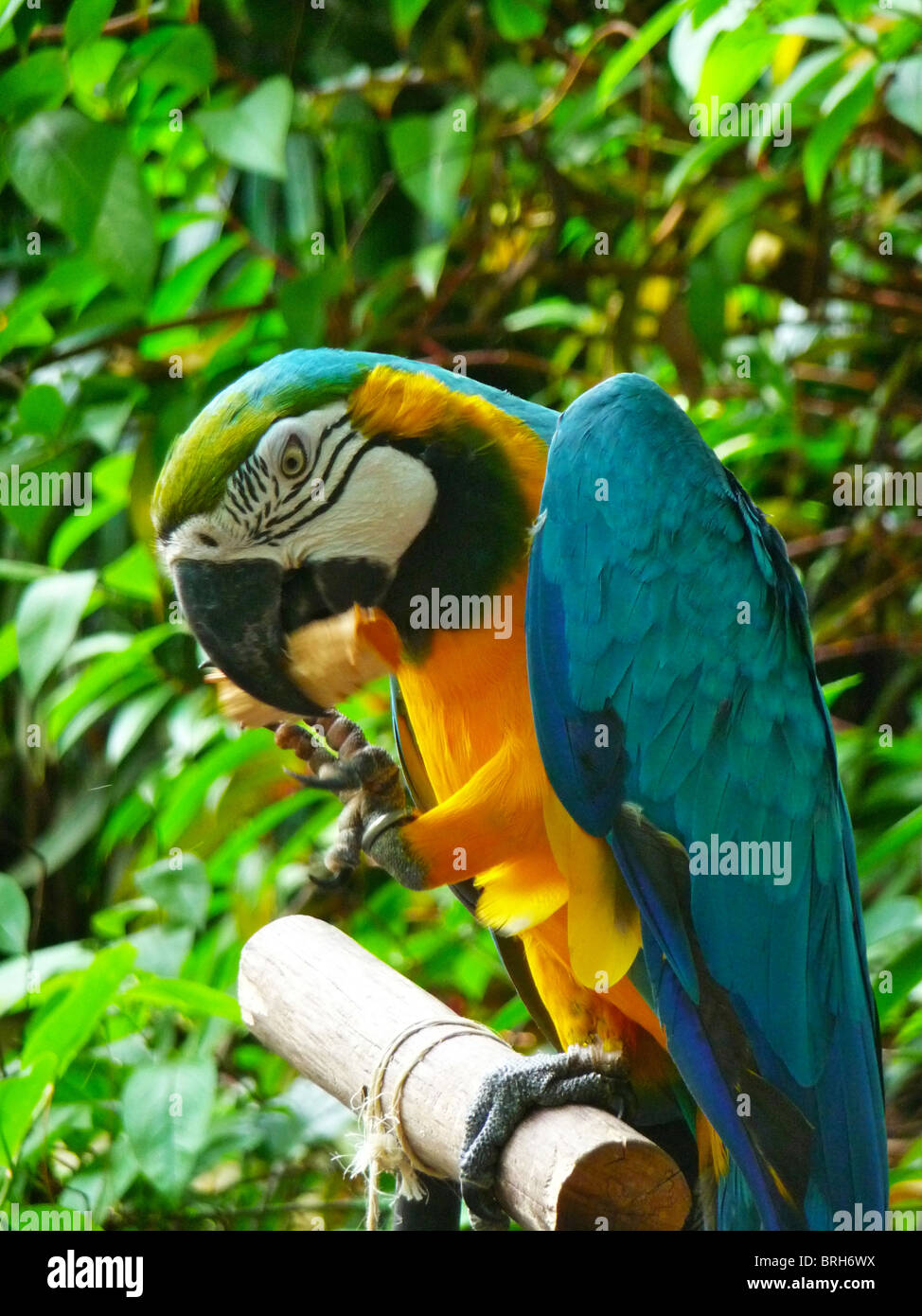 Ein blau und Gold Aras füttern Stockfoto