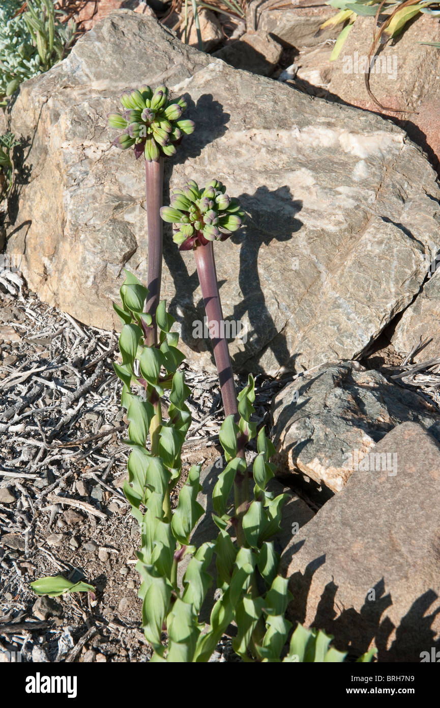 Garra de Leon oder Löwen Klaue (Leontochir Ovallei) Blütenknospe Tal in der Nähe von Totoral Atacama (III) Chile, Südamerika Stockfoto