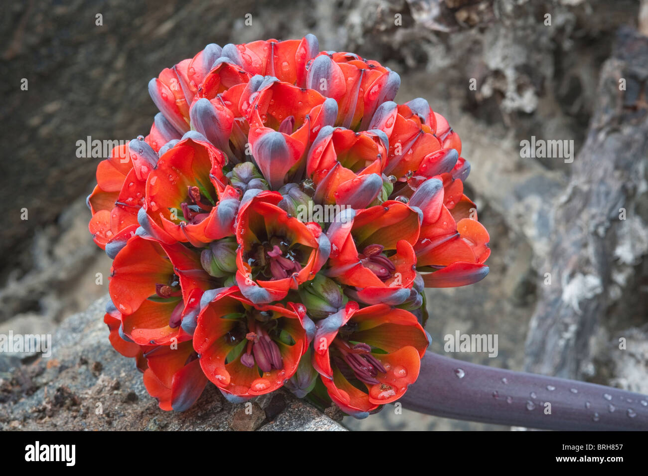 Garra de Leon oder Blumental Löwen Klaue (Leontochir Ovallei) in der Nähe von Totoral Atacama (III) Chile, Südamerika September 2010 Stockfoto