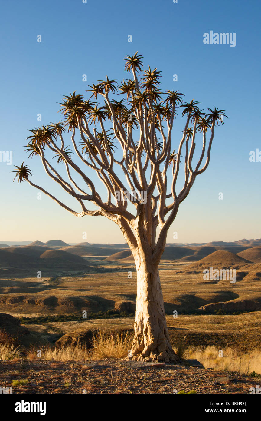 Köcherbaum, Aloe Dichotoma Stockfoto