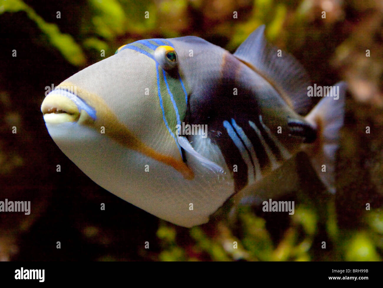 Picasso-Drückerfisch (Rhinecanthus Aculeatus) Stockfoto