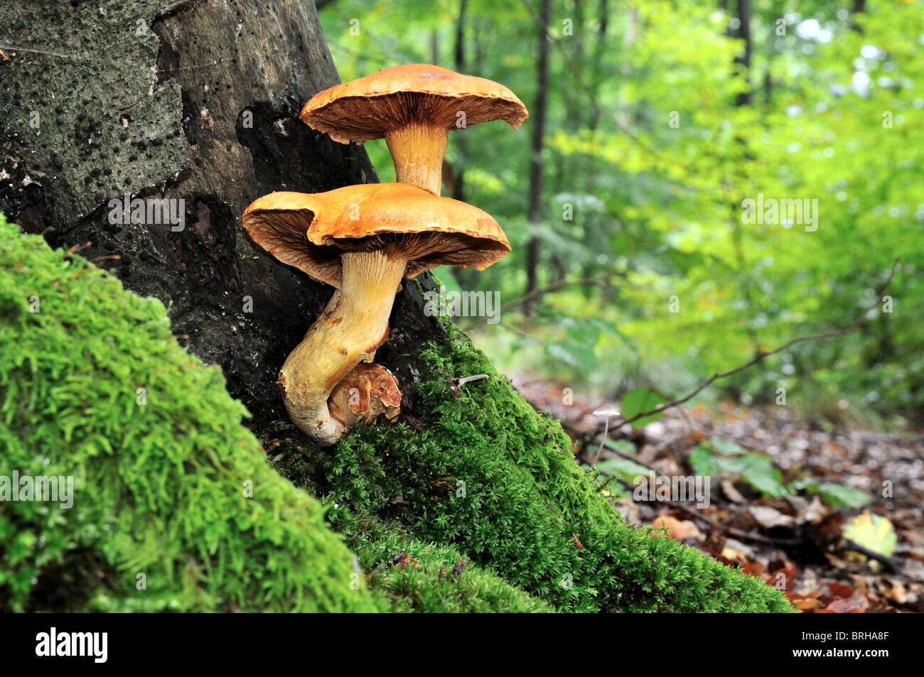 Samt Schaft Pilze auf Moos bedeckt Baumstamm Stockfoto