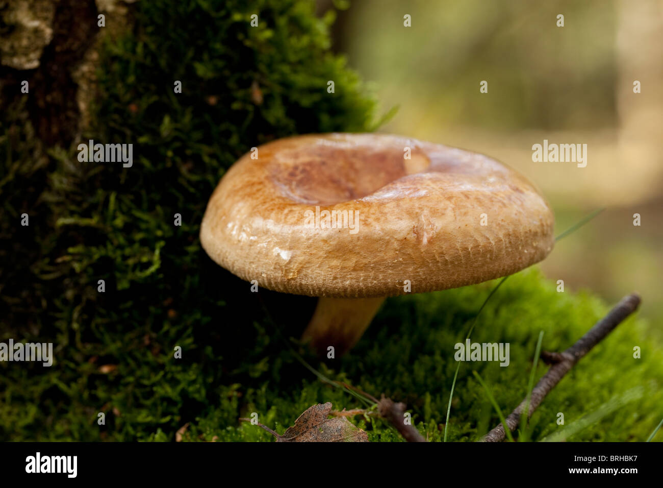 Flammulina Velutipesi. Herbst, Herperduin, Herpen, Niederlande. Stockfoto