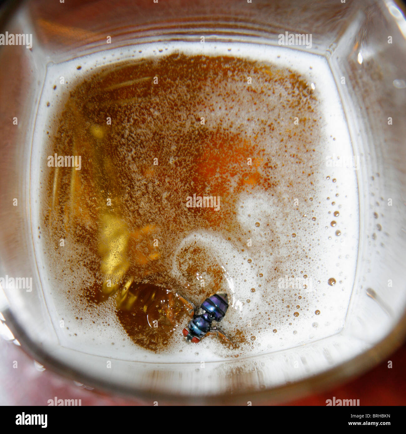 Eine Fliege in einem Glas Bier Stockfotografie - Alamy