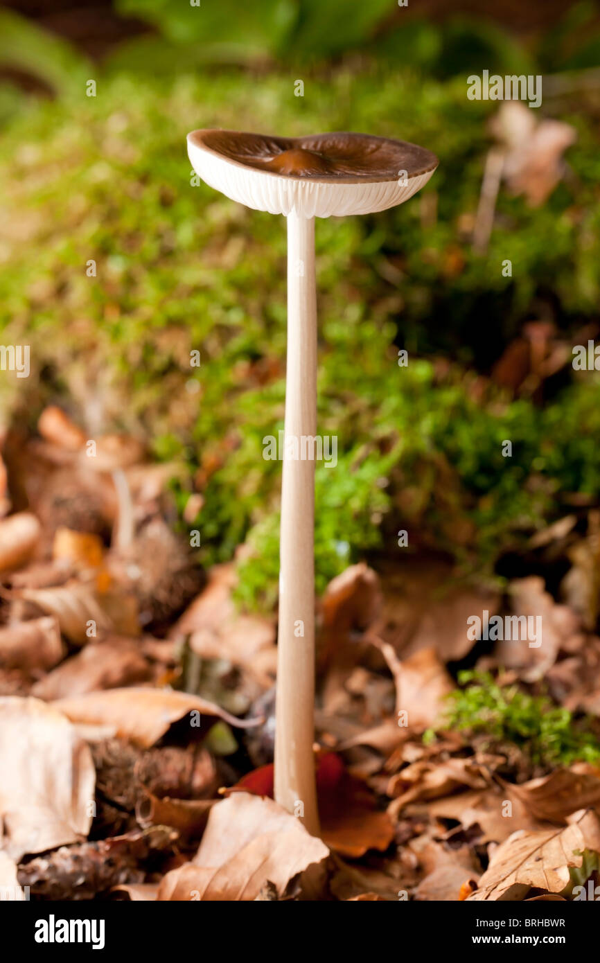 Der tiefe Wurzel Pilz (Xerula Radicata) Stockfoto