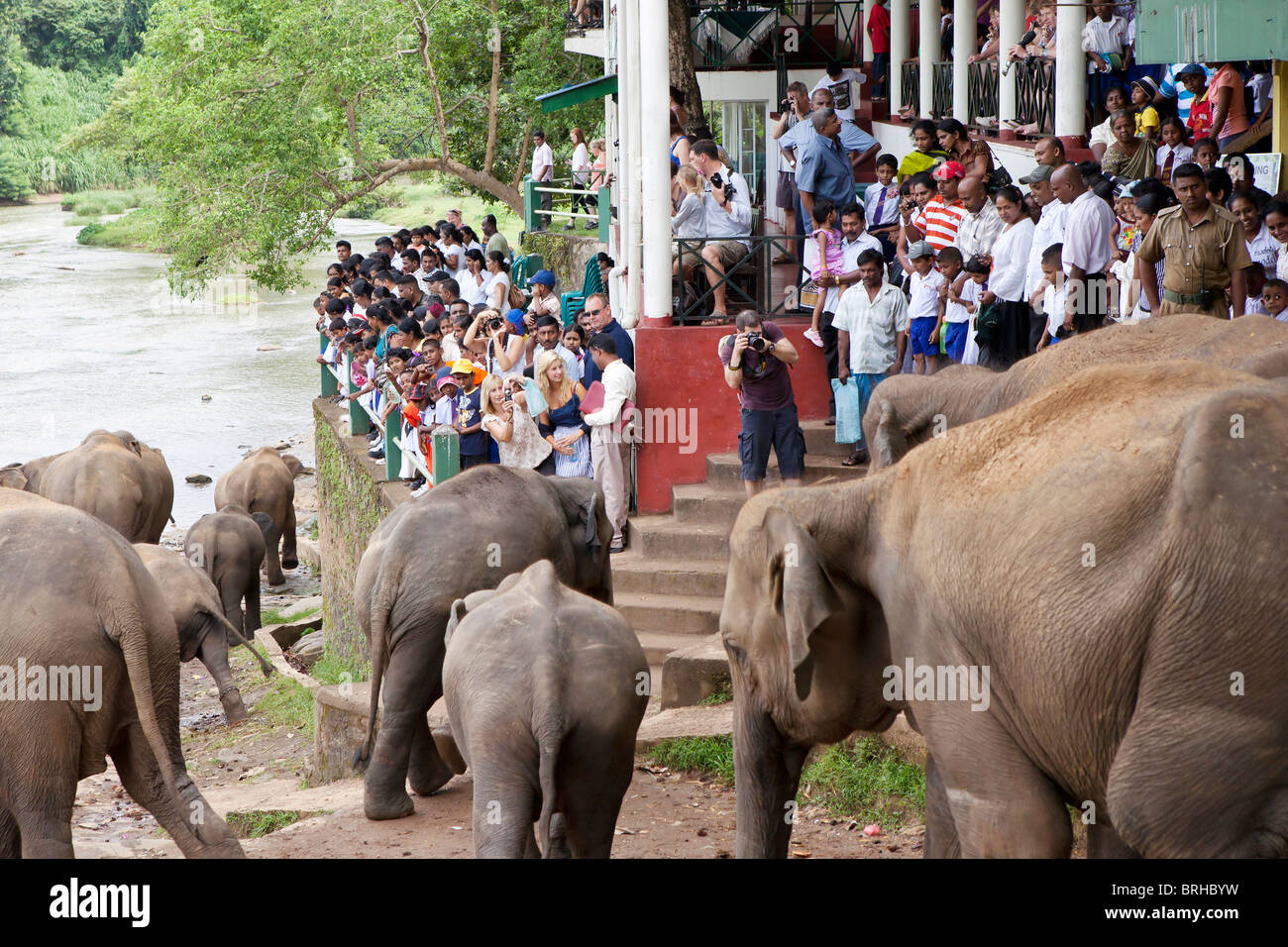 Beobachten Elefanten Baden im Fluss Maha Oya Touristen in der Nähe von The Pinnawela-Elefantenwaisenhaus Stockfoto