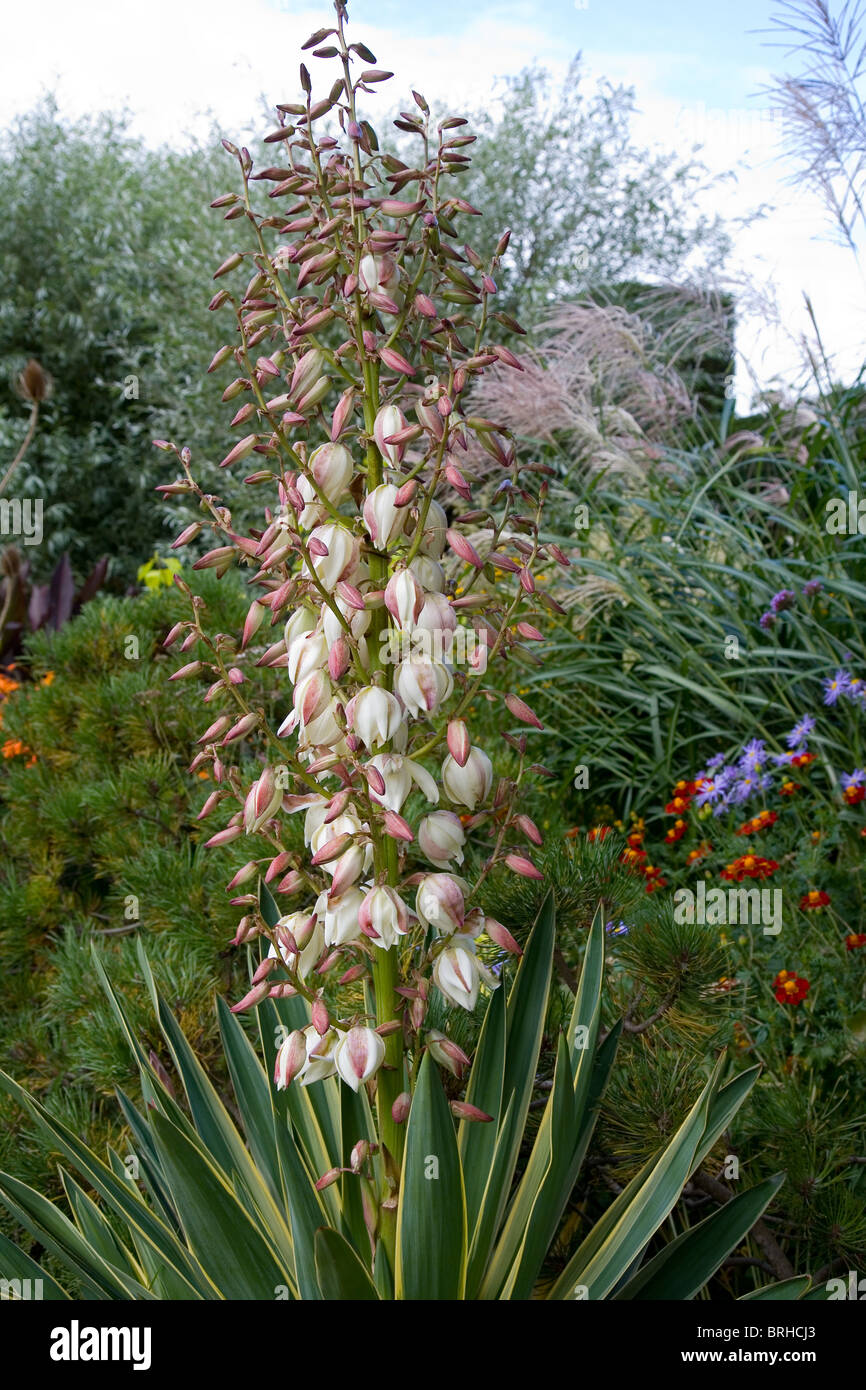 Yucca-Glorious oder spanischer Dolch Stockfoto