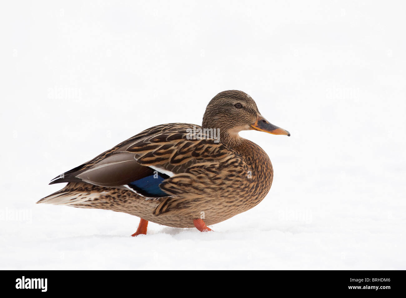 Weibliche Stockente im Schnee Stockfoto