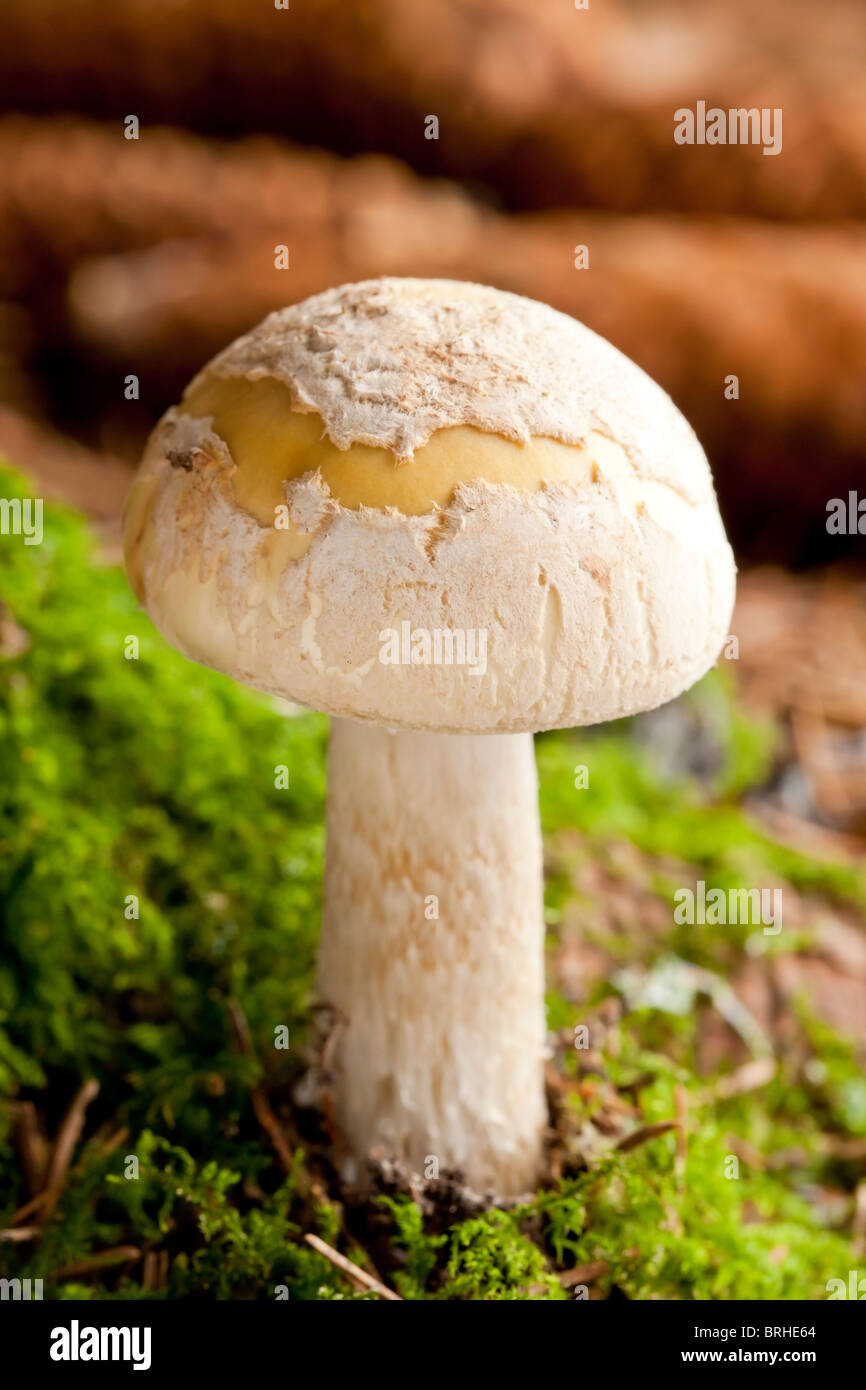 Junge Tod GAP Pilz (Amanita Phalloides) Stockfoto