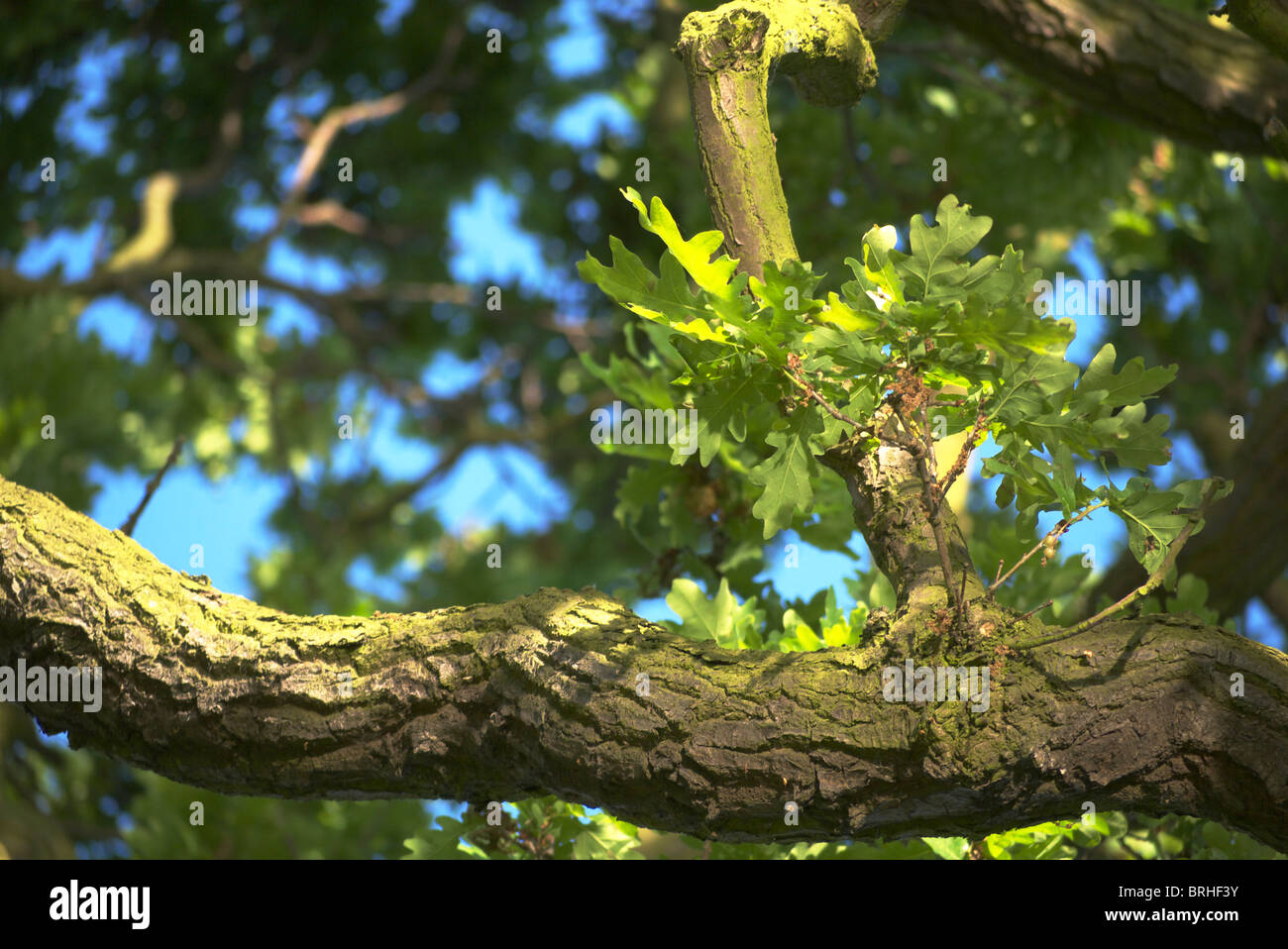 Eiche Baum in voller Blüte auf einem Sommer-Abend Stockfoto