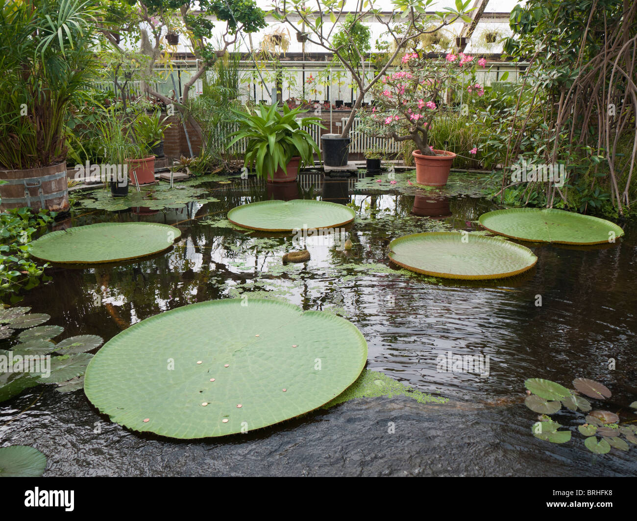 Victoria Amazonica-Werk in der Hortus Botanicus in Leiden Niederlande Stockfoto