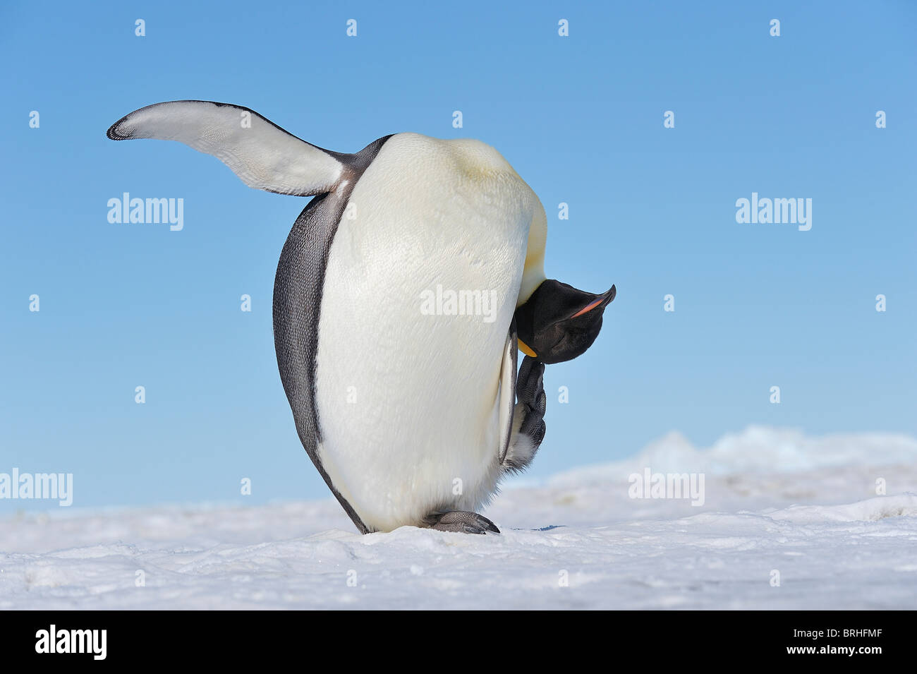 Kaiser-Pinguin, Snow Hill Island, antarktische Halbinsel Stockfoto