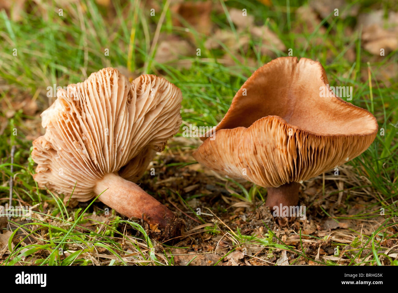 Rufous Milkcap Pilz (Lactarius Rufus) Stockfoto