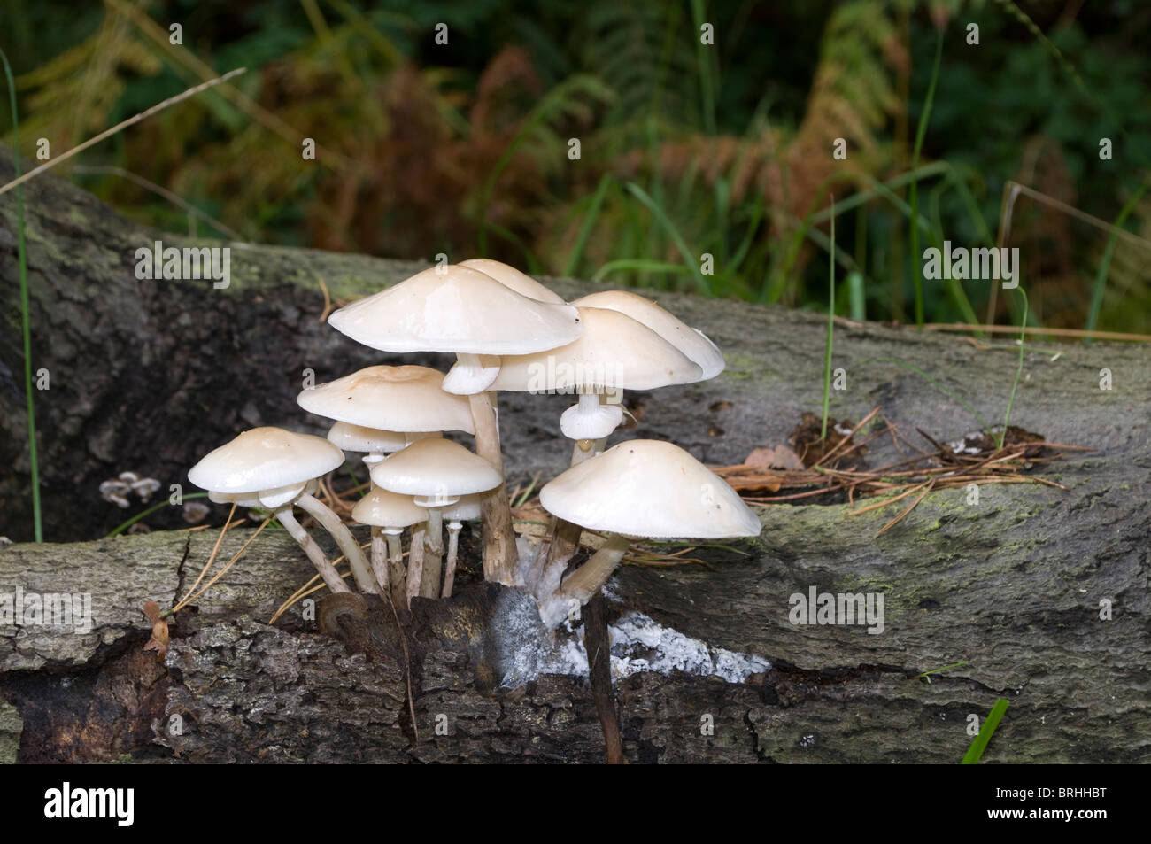 Pilzwachstum auf abgestorbenem Holz, ein umgestürzter Baum auf der Seite eine Buckinghamshire Straße im Frühherbst Stockfoto