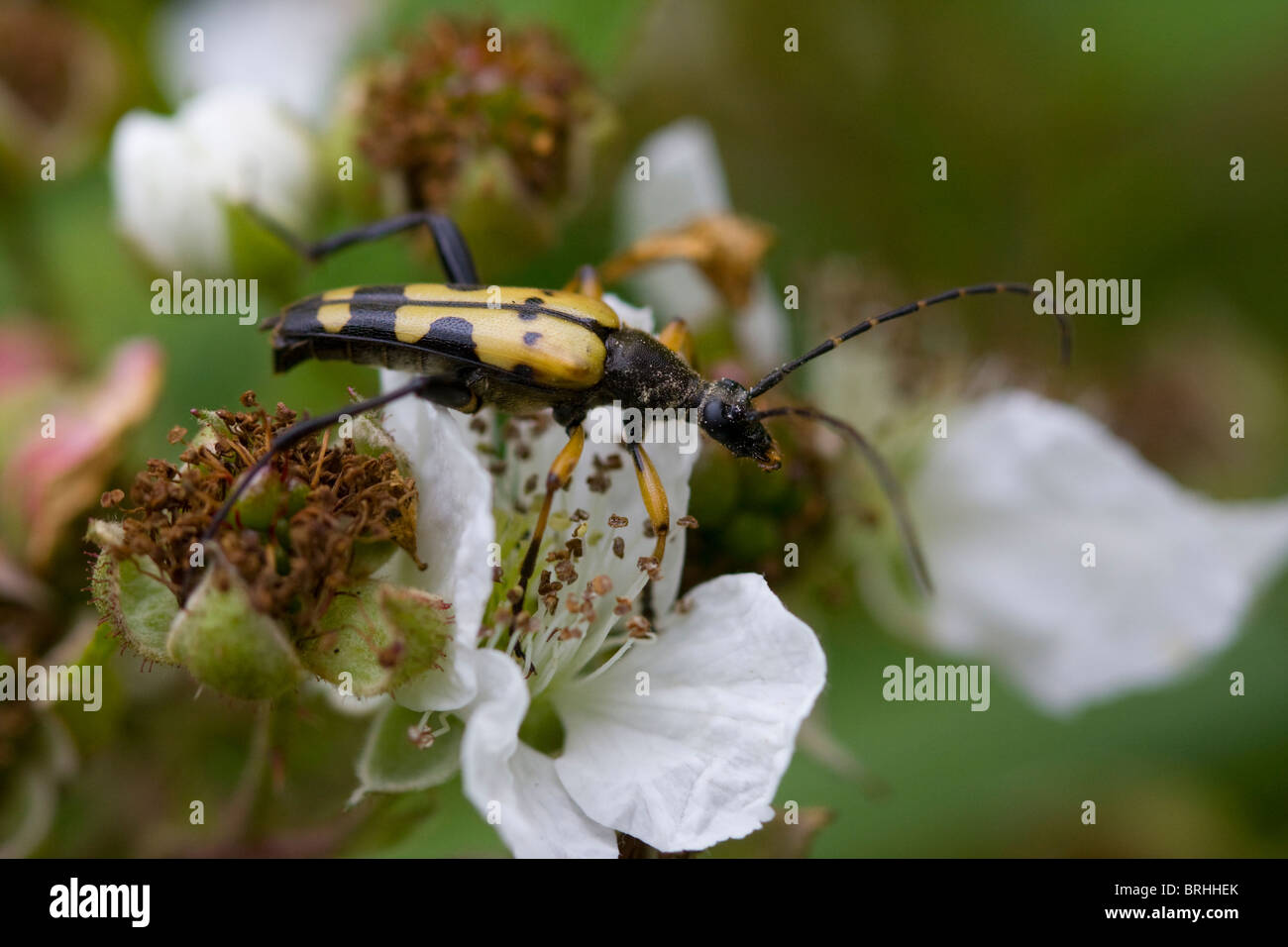 SPOTTED LONGHORN BEETLE (Strangalia Maculata) auf Blumen Brombeere (Rubus Fruticosus), Sussex, UK. Stockfoto