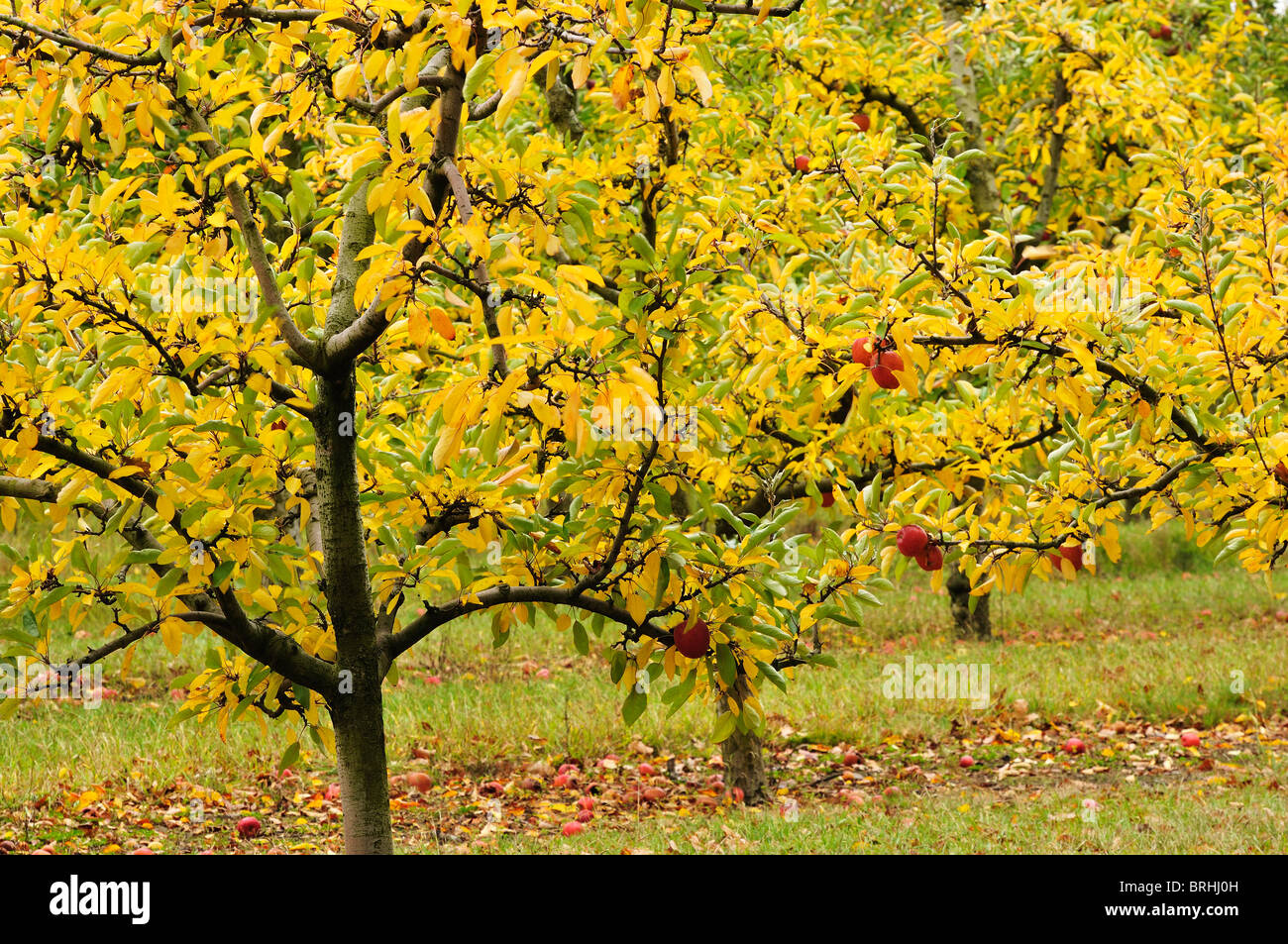 Apfelbäume im Herbst, Hawke's Bay, North Island, Neuseeland Stockfoto